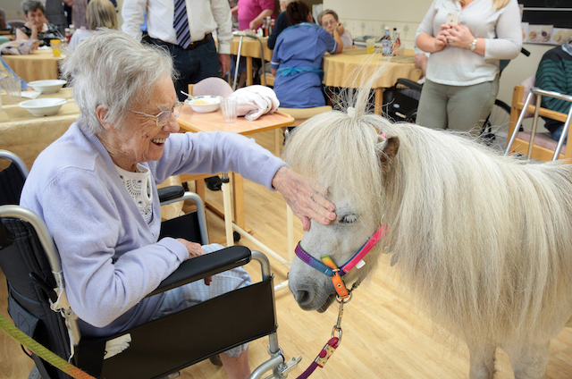 Shetland Pony Visits 23 - smaller