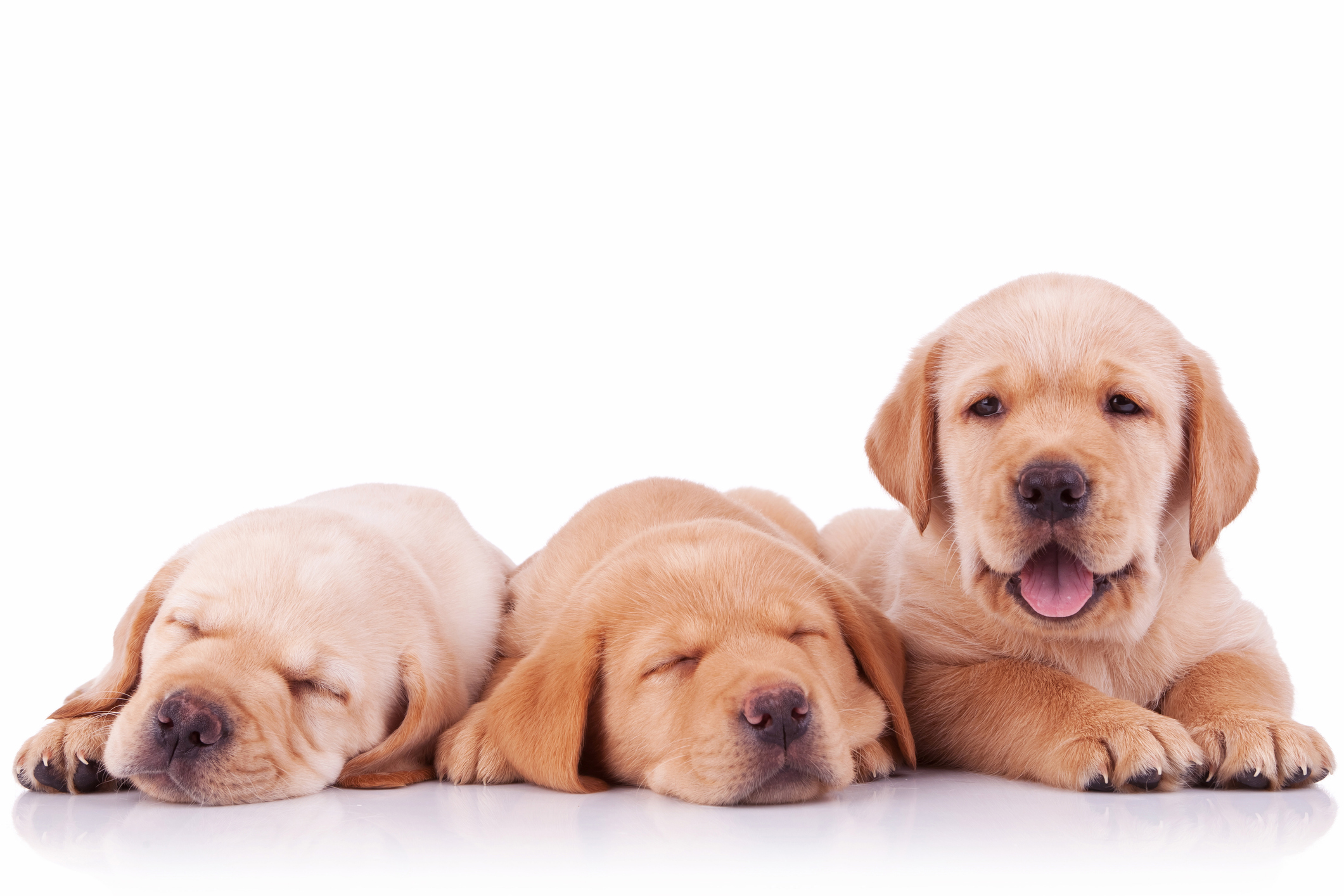 iStock-481558803.jpg puppies
