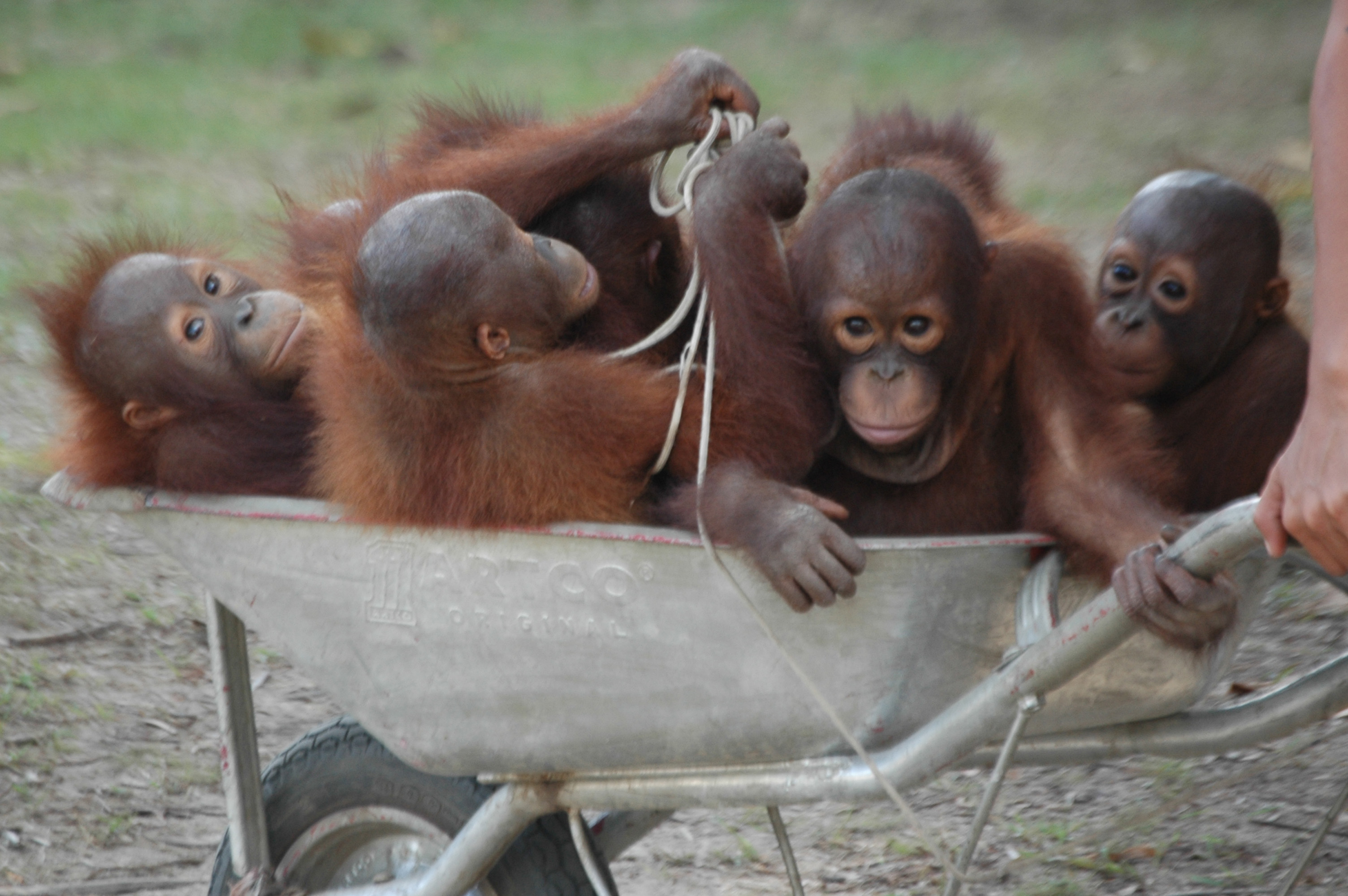 Some of the baby orangutans being transported by wheelbarrow on Lynn Hempsall's previous visit to Borneo