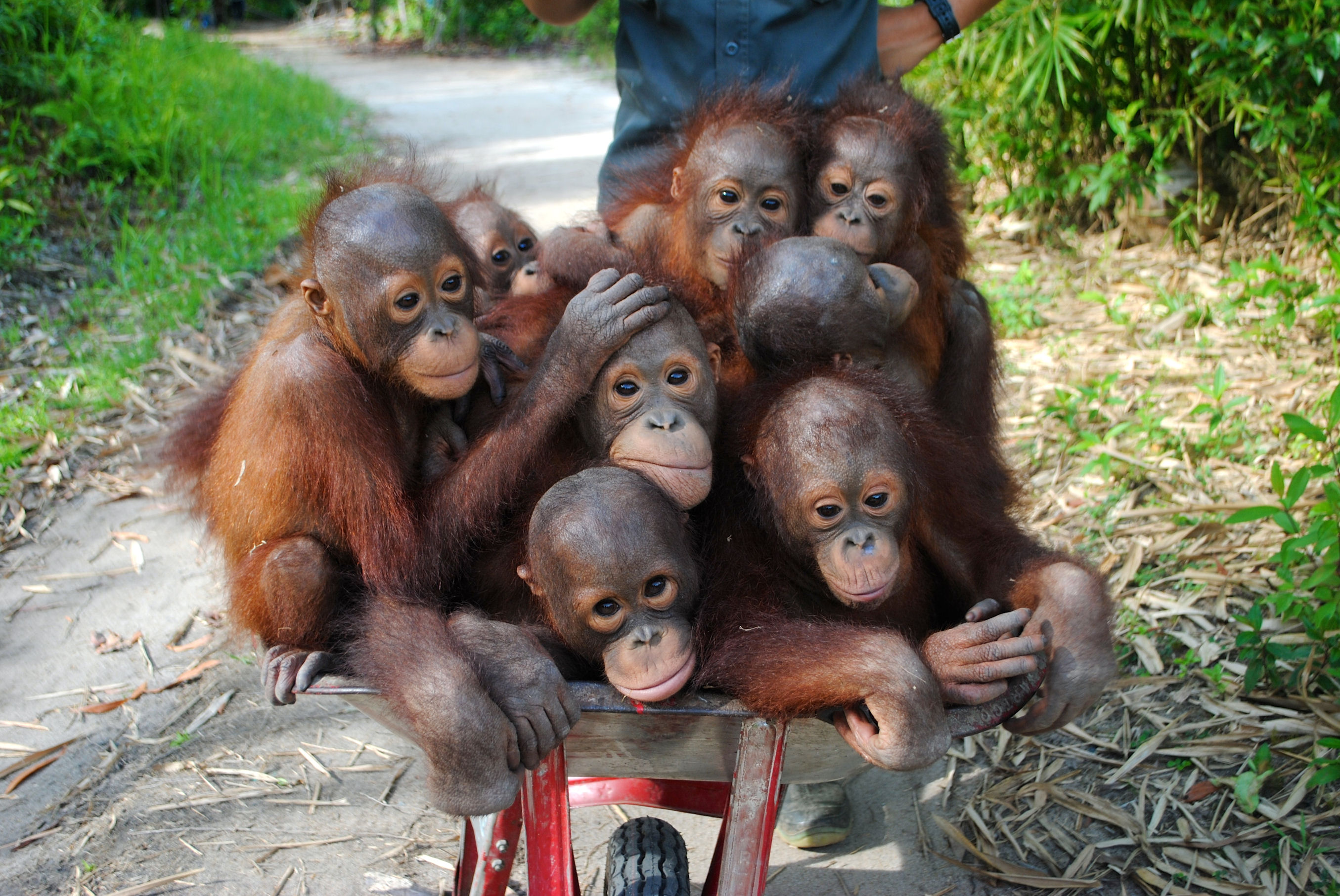 Older orangutans on their way to school at the orphanage CREDIT Lisa Burtenshaw