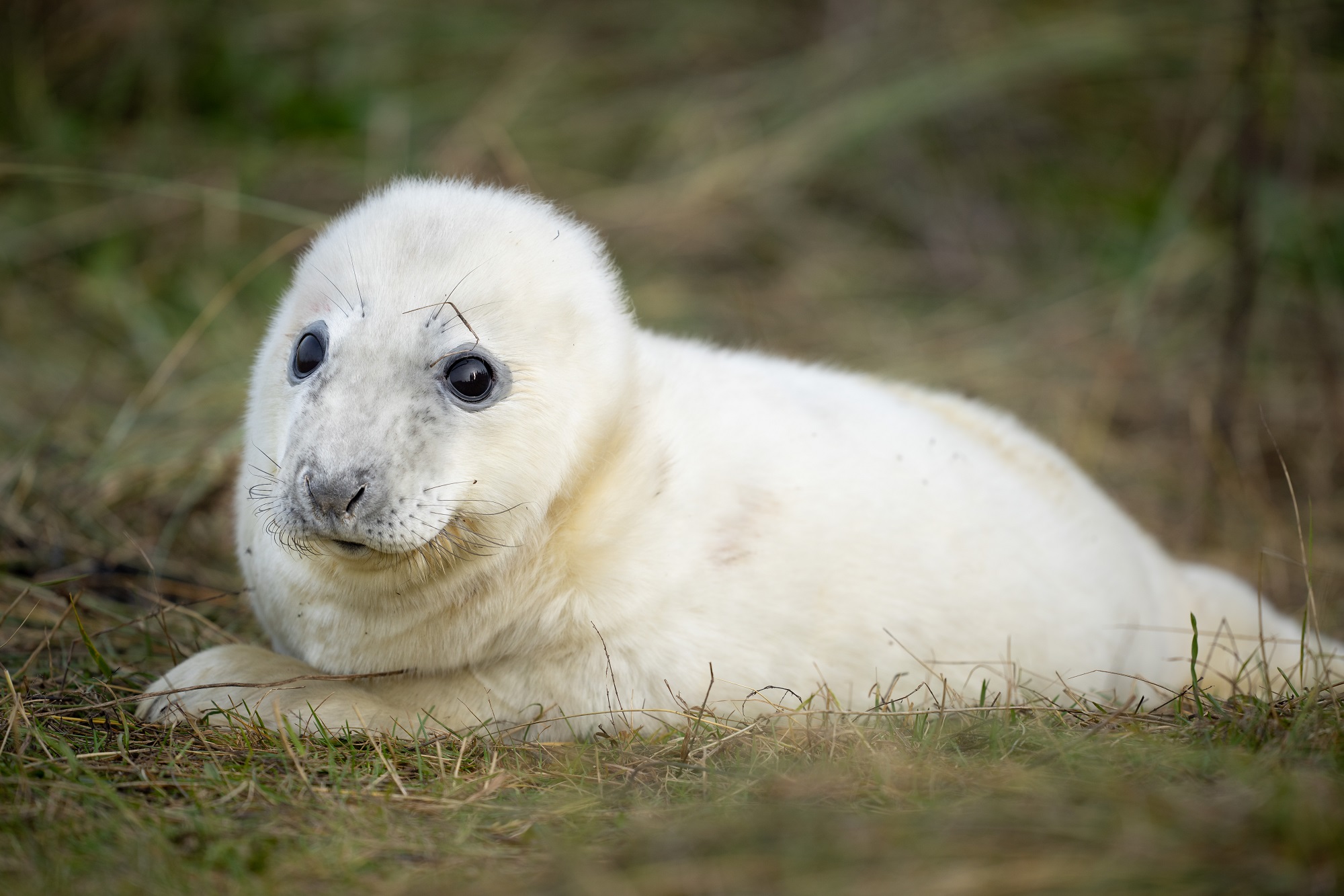 Seals at Donna Nook8
