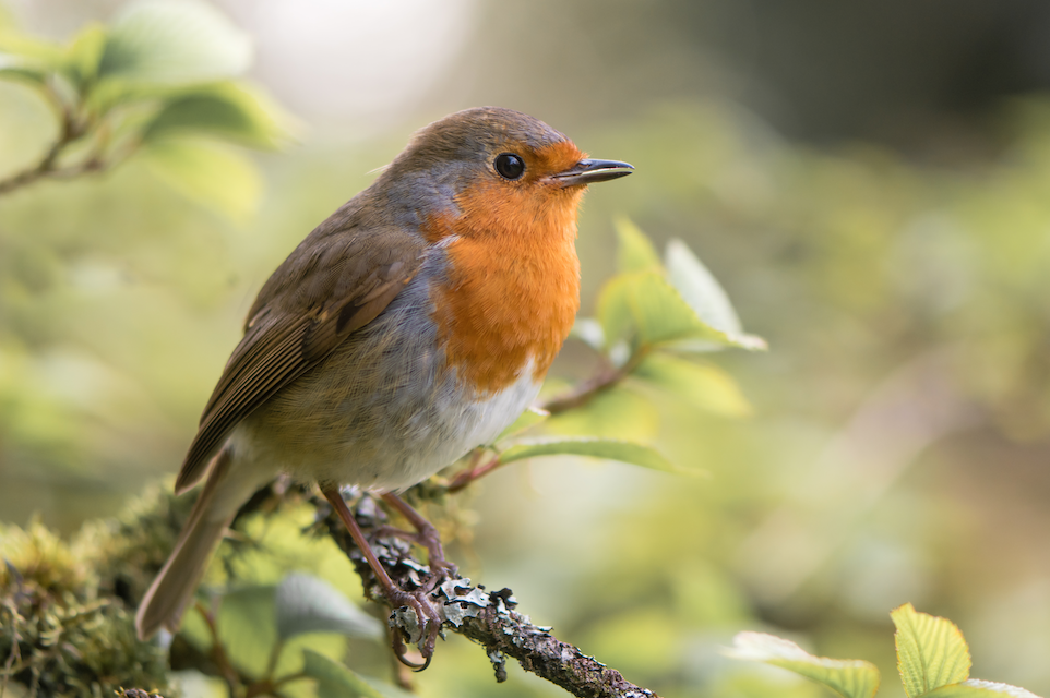 Barratt Developments launches new initiatives as part of RSPB partnership-27e4f1db