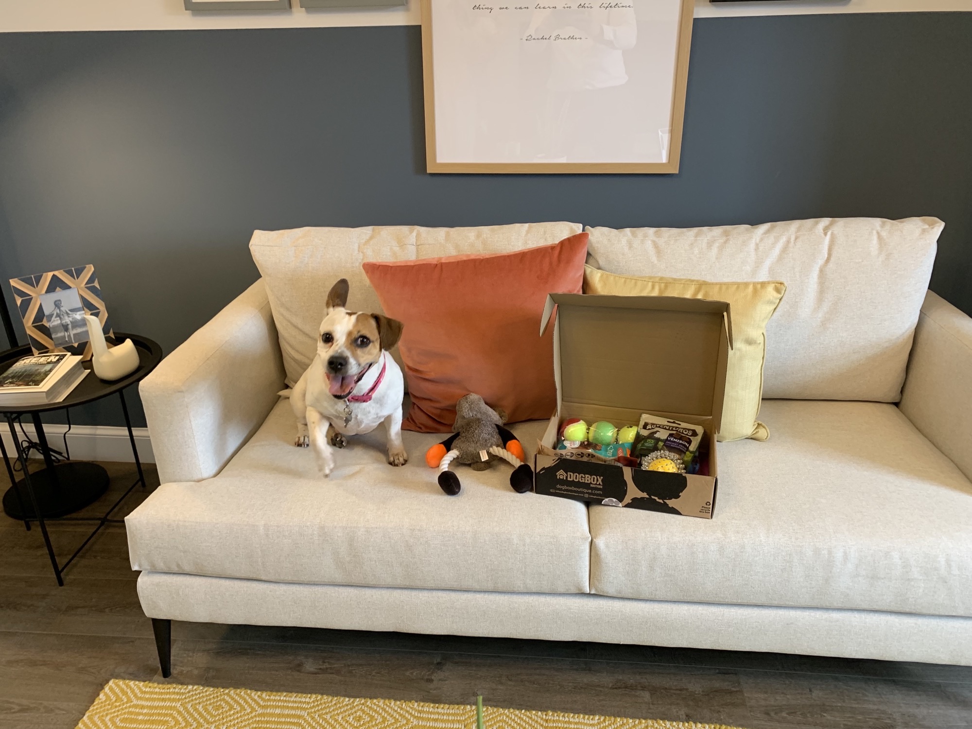 Jack Russell:French Bulldog Gracie-ff8f8193