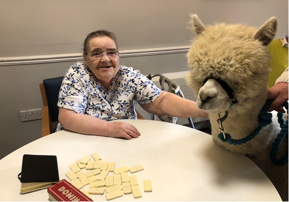 sycamore-hall-alpacas-c3af530e