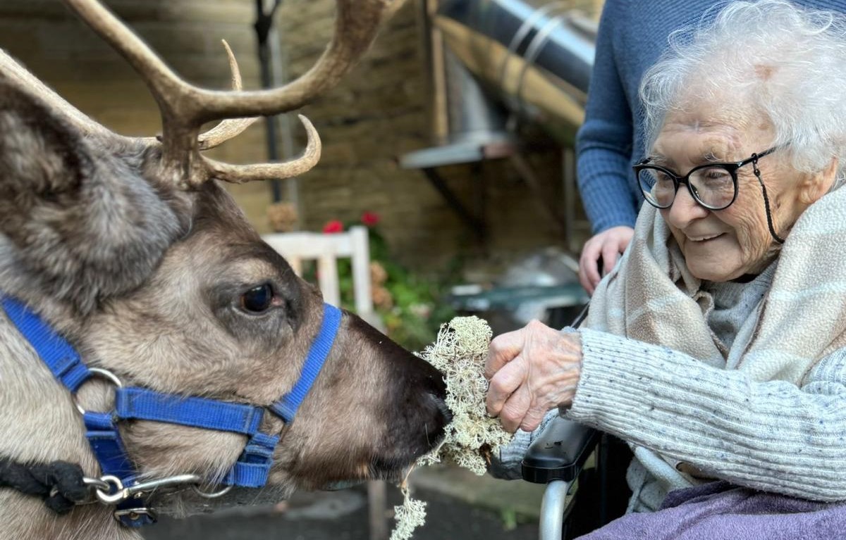 Thornhill-Reindeer